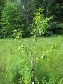 White Oak Sapling